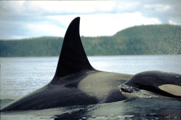 Photo of Orcinus orca by <a href="http://www.seakayakbc.com">Brian Collen</a>